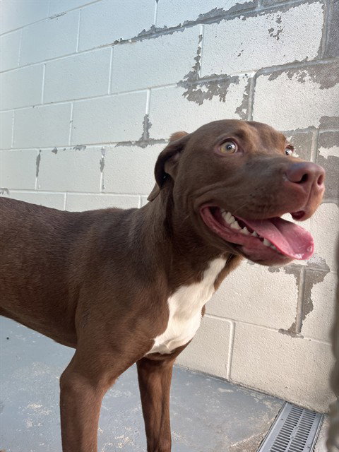 IBLEM, an adoptable American Pit Bull Terrier in Corpus Christi, TX