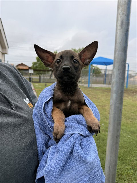 IBIZA, an adoptable Belgian Shepherd Malinois in Corpus Christi, TX