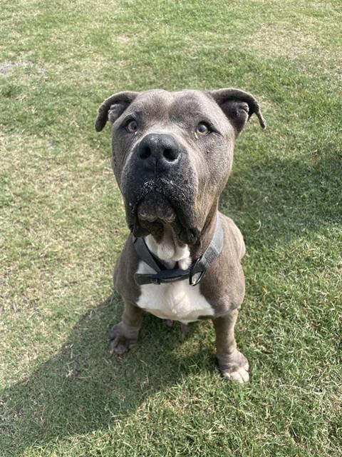 FIONA, an adoptable Mastiff in Corpus Christi, TX
