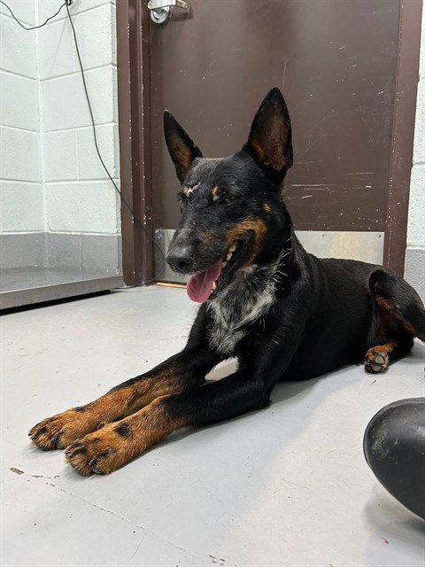 RORY, an adoptable Australian Cattle Dog in Corpus Christi, TX
