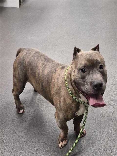 CASH, an adoptable American Staffordshire Terrier in Corpus Christi, TX