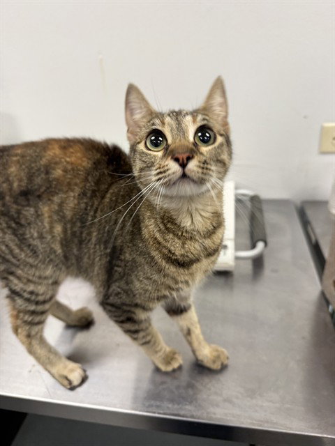 JASMINE, an adoptable Domestic Short Hair in Corpus Christi, TX