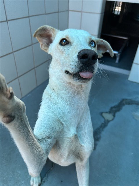 MARLY, an adoptable Labrador Retriever in Corpus Christi, TX