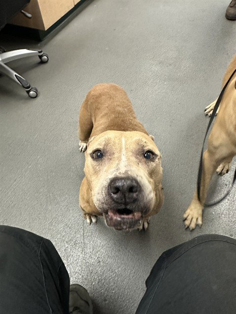 CHINA, an adoptable American Pit Bull Terrier in Corpus Christi, TX
