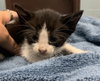 CIABATTA - Photo 1