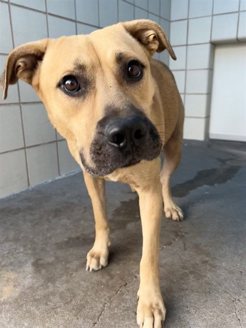 DRACO, an adoptable German Shepherd Dog in Corpus Christi, TX