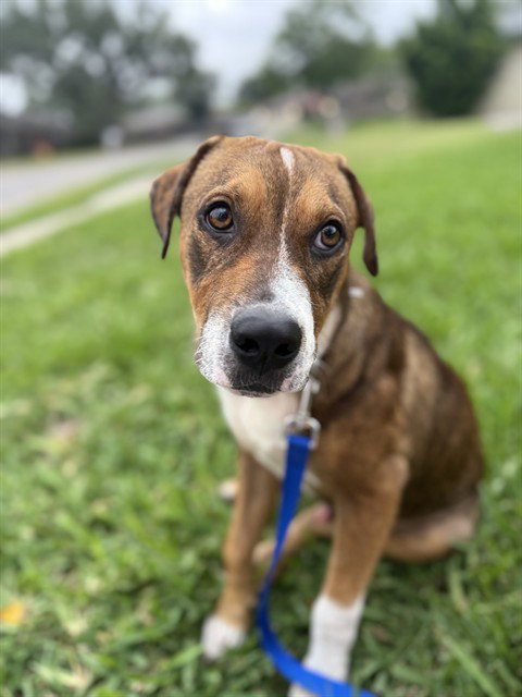 SHORELINE, an adoptable Beagle in Corpus Christi, TX
