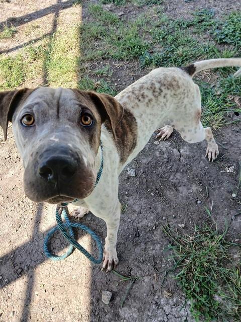 SCOUT, an adoptable American Pit Bull Terrier in Corpus Christi, TX