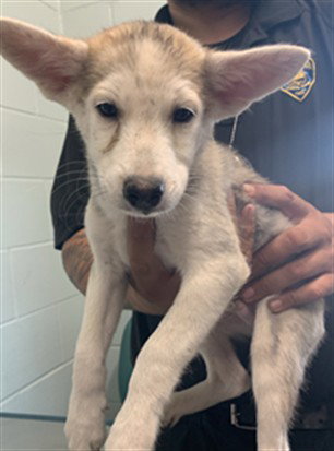 VENUS - Husky available for adoption
