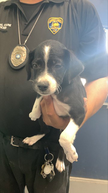 EARTH - Labrador Retriever available for adoption