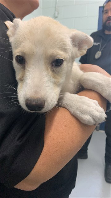 JUPITER - Labrador Retriever / Husky available for adoption