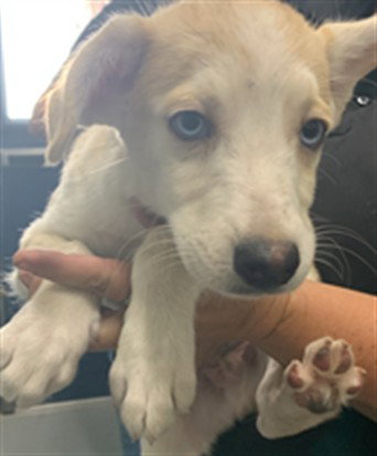 SATURN - Husky available for adoption