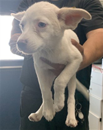 NEPTUNE, an adoptable Husky in Corpus Christi, TX