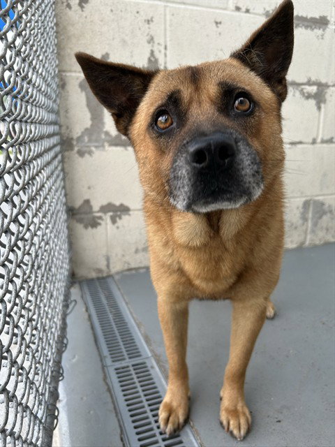 MARKELIS, an adoptable Akita in Corpus Christi, TX