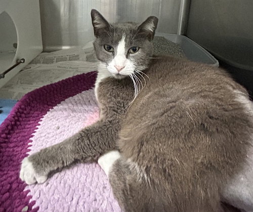 CLEODORA, Adult Domestic Short Hair (medium coat), cat for adoption in Corpus Christi, Texas