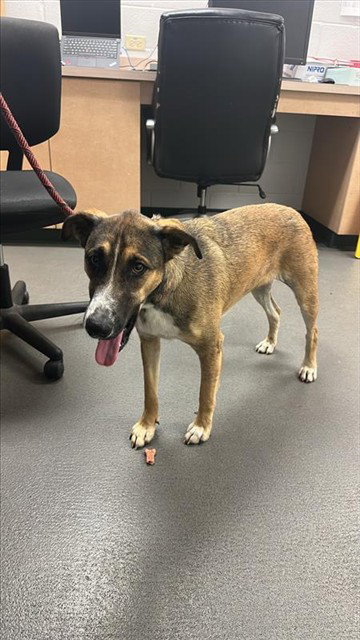 MAGGIE, an adoptable German Shepherd Dog in Corpus Christi, TX