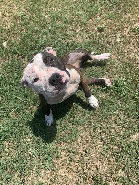 LAYLA, an adoptable American Pit Bull Terrier in Corpus Christi, TX