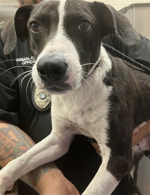 TUX