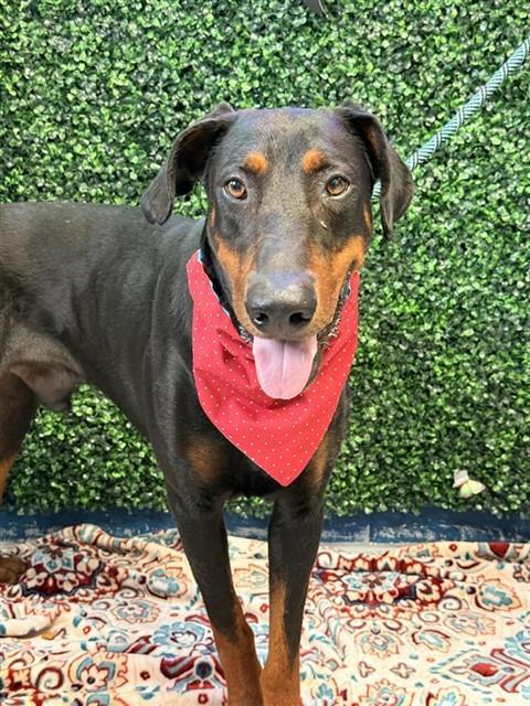 SHANG, an adoptable Doberman Pinscher in Corpus Christi, TX