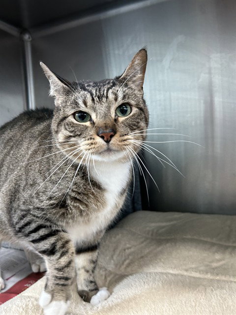 HOMIE, Senior Domestic Short Hair (medium coat), cat for adoption in Corpus Christi, Texas