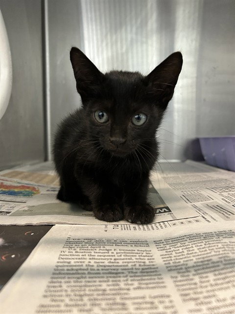 ABYSS, Baby Domestic Short Hair (medium coat), cat for adoption in Corpus Christi, Texas