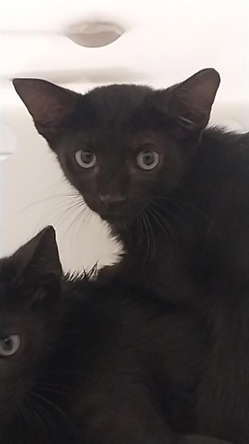 EBONY