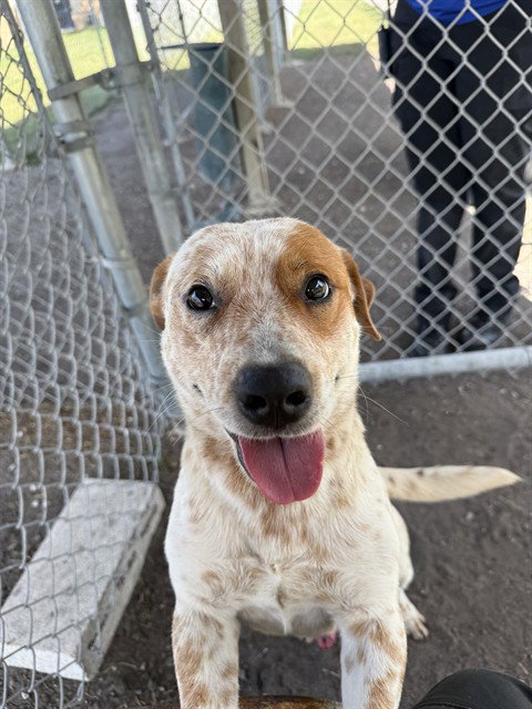 ODIE