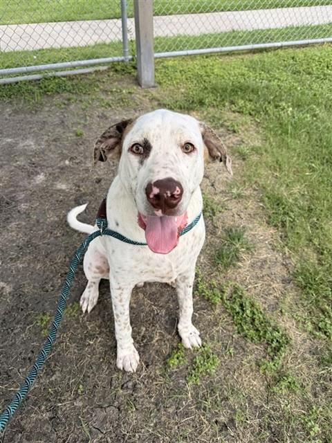 OLIVER, an adoptable Labrador Retriever in Corpus Christi, TX