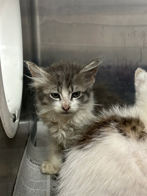 LIONS MANE, Baby Domestic Short Hair (medium coat), cat for adoption in Corpus Christi, Texas