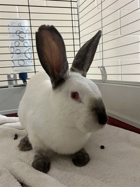 RASPUTIA