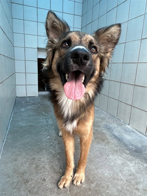 AXEL