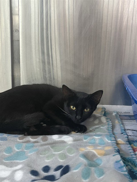 MS. WHITAKER WHISKERS, Young Domestic Short Hair (medium coat), cat for adoption in Corpus Christi, Texas