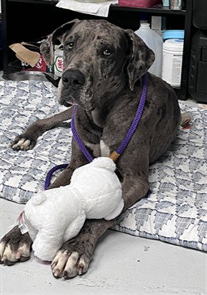 SCOOBY, an adoptable Great Dane in Corpus Christi, TX