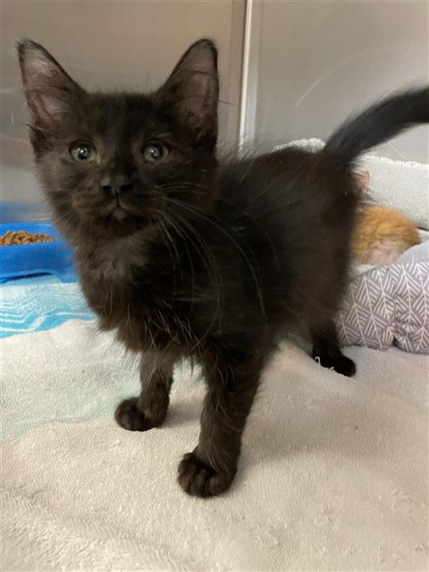 LICORICE, Baby Domestic Medium Hair (medium coat), cat for adoption in Corpus Christi, Texas