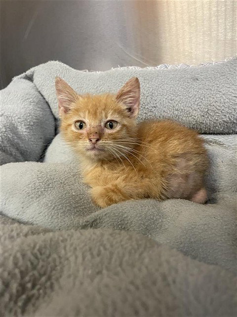 TANGERINE, Baby Domestic Medium Hair (medium coat), cat for adoption in Corpus Christi, Texas