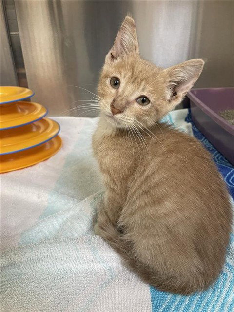 ORANGE, Baby Domestic Medium Hair (medium coat), cat for adoption in Corpus Christi, Texas