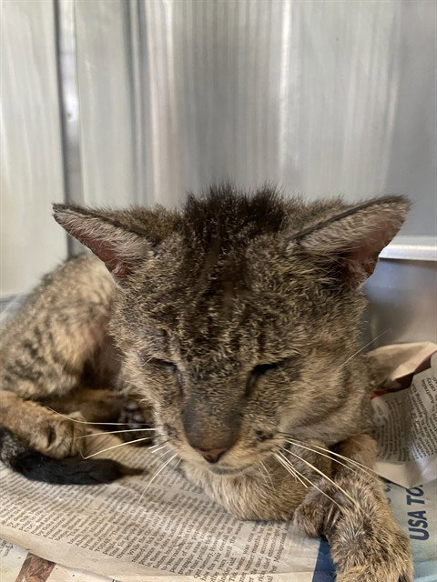TWINKLE TOES, Adult Domestic Short Hair (medium coat), cat for adoption in Corpus Christi, Texas