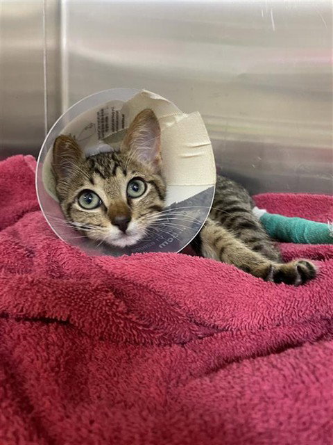 LEXINGTON, Baby Domestic Short Hair / Mixed (medium coat), cat for adoption in Corpus Christi, Texas