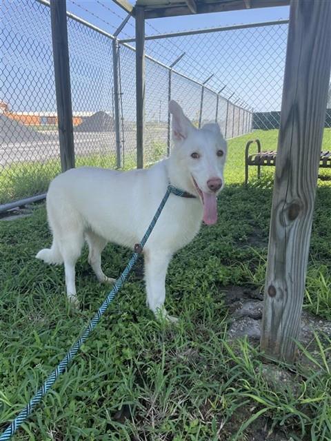 ISLAROSE, an adoptable Husky in Corpus Christi, TX
