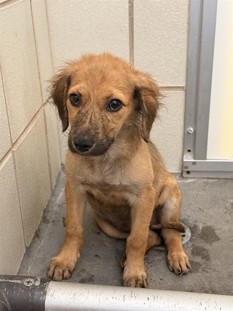 BEYONCE, an adoptable Labrador Retriever in Corpus Christi, TX
