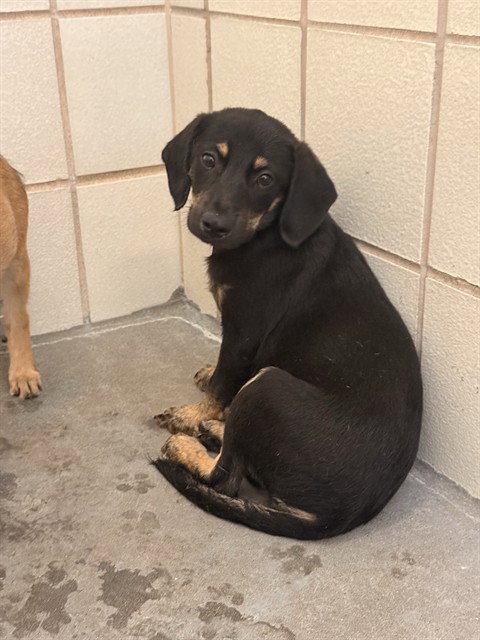 MARINA, an adoptable Labrador Retriever in Corpus Christi, TX