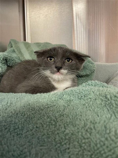 CODY, Baby Domestic Short Hair (medium coat), cat for adoption in Corpus Christi, Texas