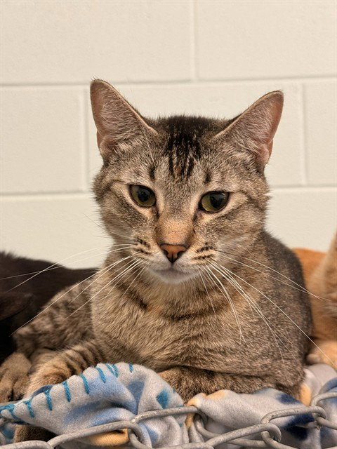 MISSY (UNK 11 A388847)