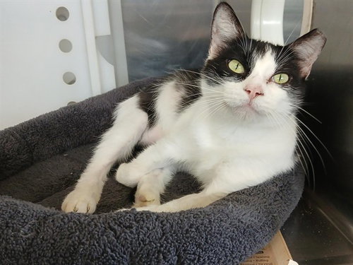 SHERYL (MOMMA 2), Young Domestic Short Hair (medium coat), cat for adoption in Corpus Christi, Texas