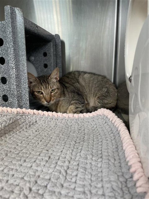 Lionel