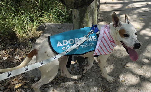 picture of the dog needing adoption