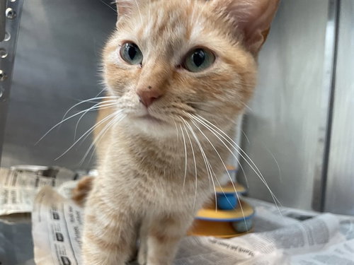 INARIZUSHI, Young Domestic Medium Hair (medium coat), cat for adoption in Corpus Christi, Texas