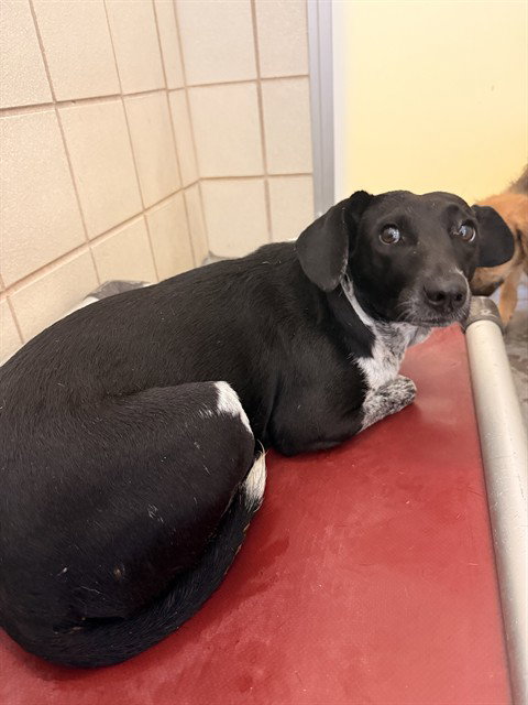 HALSEY, an adoptable Australian Cattle Dog in Corpus Christi, TX