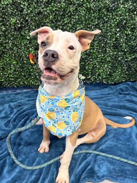 ANNA, an adoptable American Pit Bull Terrier in Corpus Christi, TX