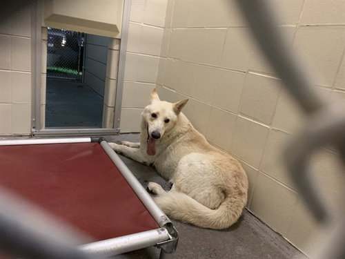 BRANDESKY, an adoptable German Shepherd Dog in Corpus Christi, TX